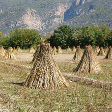Load image into Gallery viewer, Japanese sesame oil premium quality
